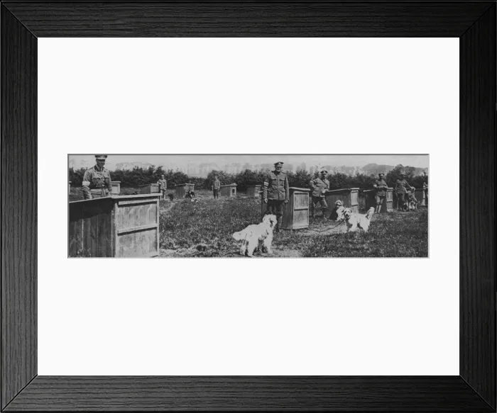 Framed Print : Messenger dogs billeted behind the front line trenches Framed Print : Messenger dogs billeted behind the front line trenches