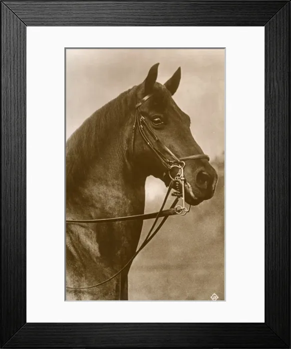 Framed Print : Horse wearing a Straight sided Weymouth Bridle Framed Print : Horse wearing a Straight sided Weymouth Bridle