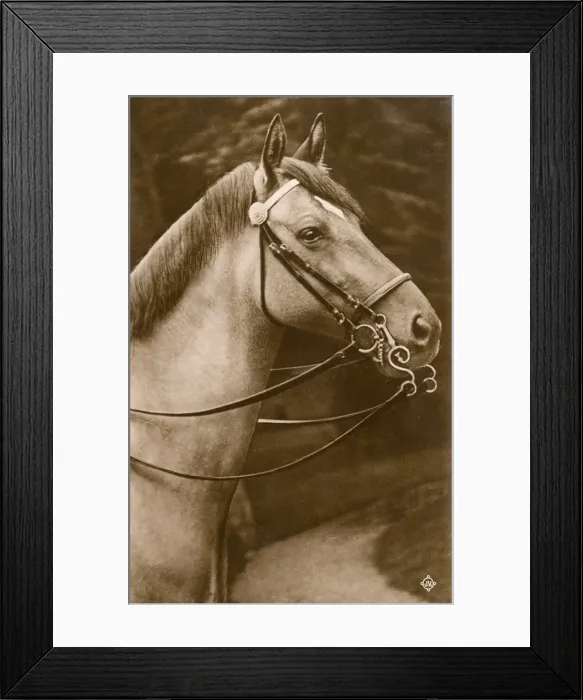 Framed Print : Horse wearing a Pelham Double Bridle Framed Print : Horse wearing a Pelham Double Bridle