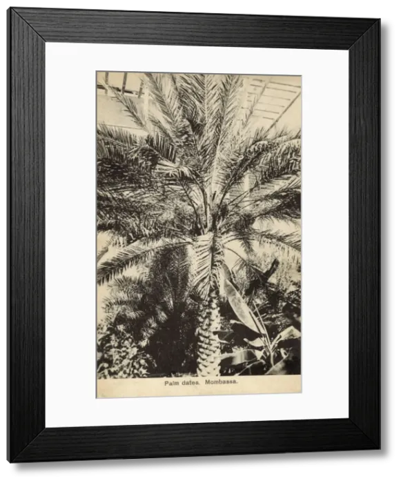 Framed Print : Palm Tree - Dates - Mombassa, Kenya Framed Print : Palm Tree - Dates - Mombassa, Kenya