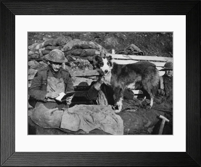 Framed Print : A canine courier of the great war Framed Print : A canine courier of the great war