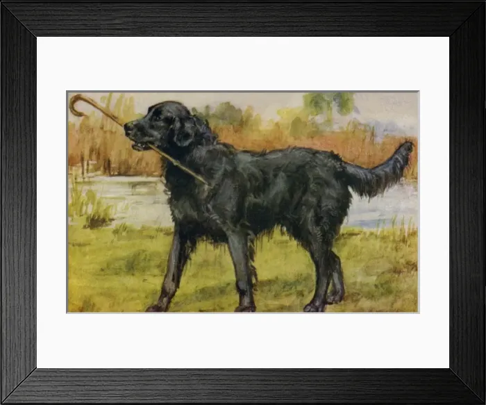 Framed Print : Retriever. Artist: Eileen Hood. Watercolour of black retriever by the waters Framed Print : Retriever. Artist: Eileen Hood. Watercolour of black retriever by the waters