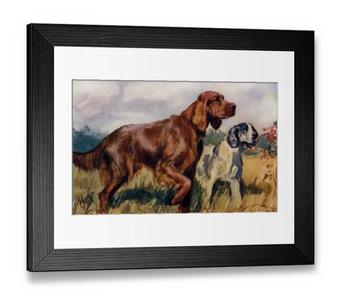 Framed Print : Irish & English Setters Framed Print : Irish & English Setters