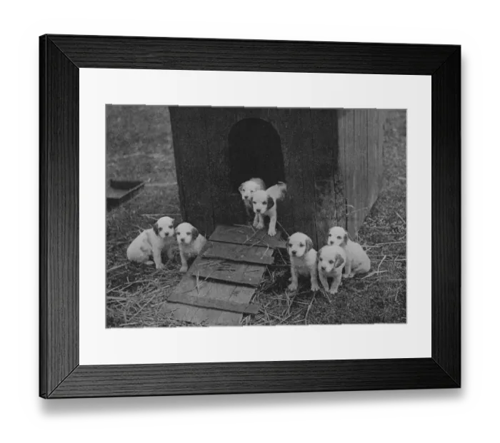 Framed Print : Puppies. Seven scottish puppies and thier kennel Date: 20th century Framed Print : Puppies. Seven scottish puppies and thier kennel Date: 20th century