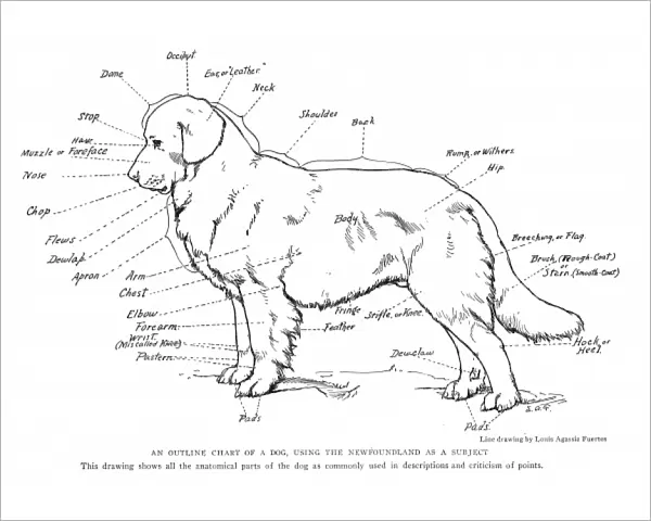 Anatomical diagram of a Newfoundland dog