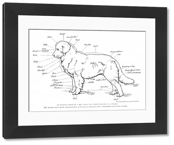 Anatomical diagram of a Newfoundland dog