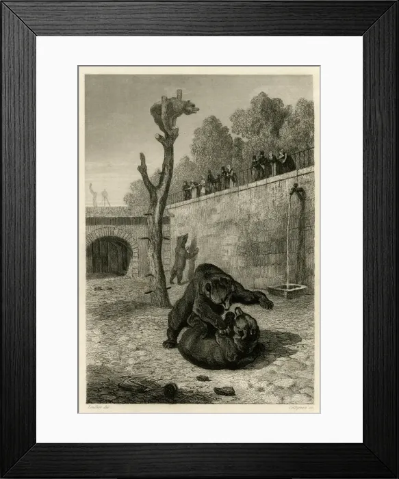 Framed Print : Bears in a bear pit, Paris Framed Print : Bears in a bear pit, Paris