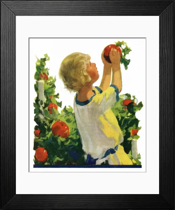 Framed Print : Child picking fruit Framed Print : Child picking fruit