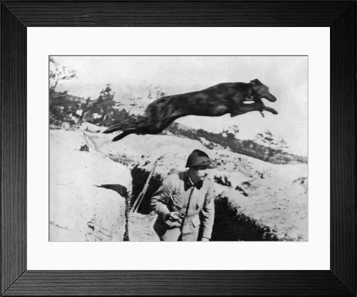 Framed Print : French war dog: A courser whose winged feet spurn the earth Framed Print : French war dog: A courser whose winged feet spurn the earth