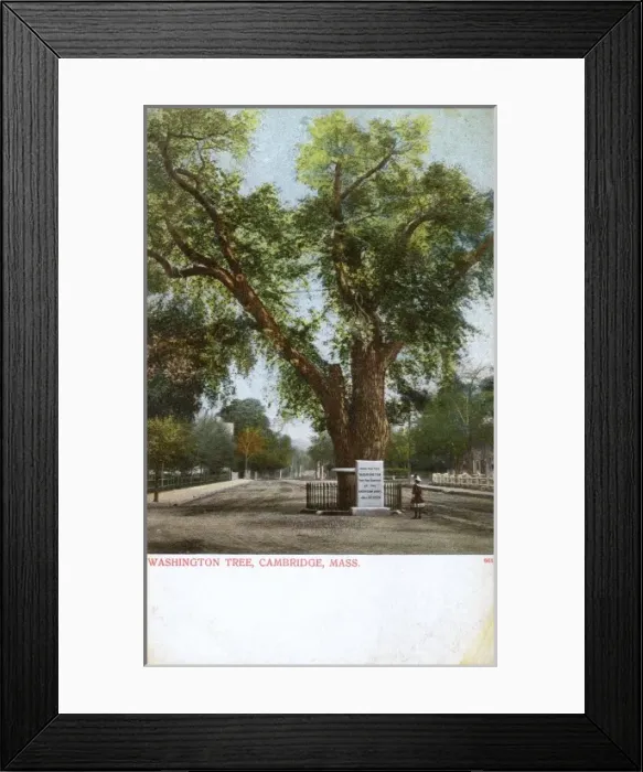 Framed Print : The Washington Elm, Cambridge, Massachusetts Framed Print : The Washington Elm, Cambridge, Massachusetts