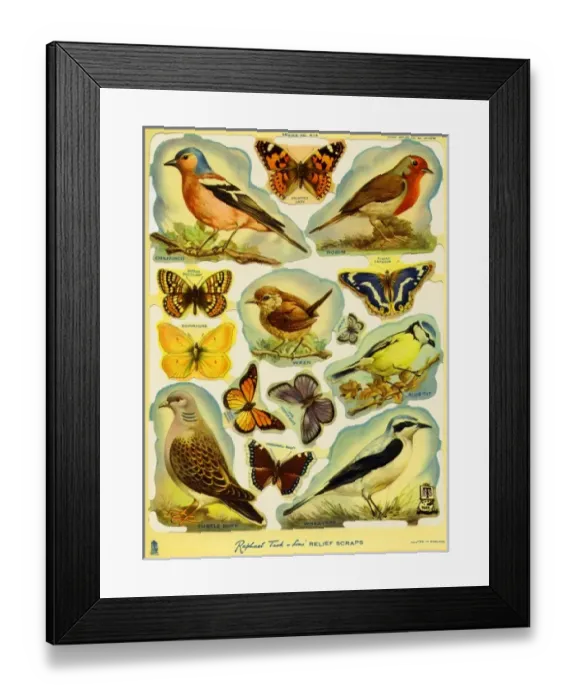 Framed Print : Birds & butterflies scraps Framed Print : Birds & butterflies scraps
