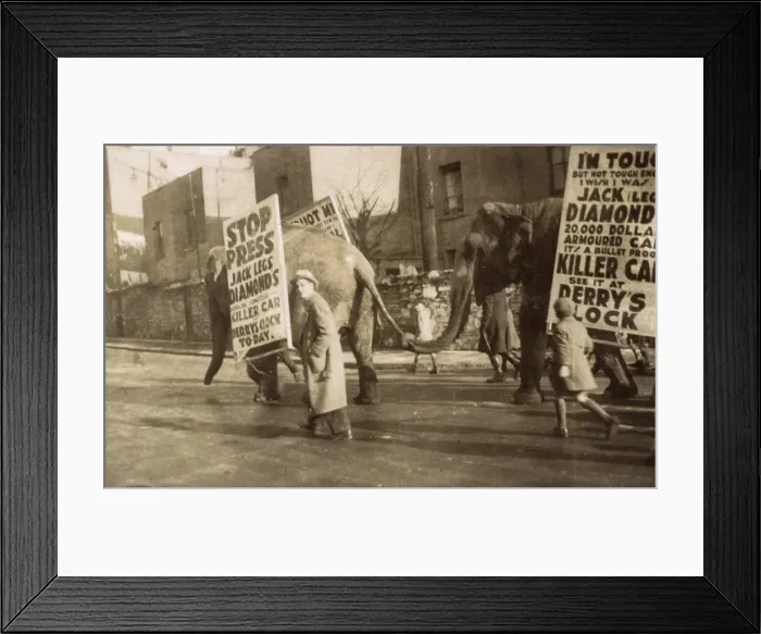 Framed Print : Elephants and sandwich boards - Jack Legs Diamond Framed Print : Elephants and sandwich boards - Jack Legs Diamond