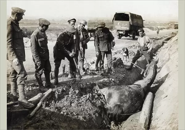 British soldiers rescuing horse from ditch, Flanders, WW1