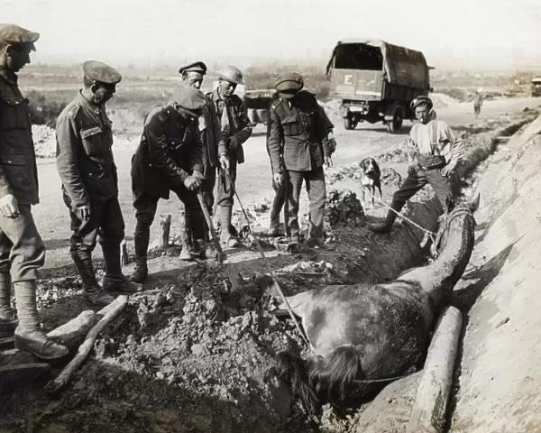 British soldiers rescuing horse from ditch, Flanders, WW1