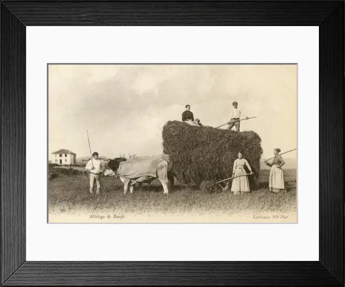 Framed Print : Ox team drawing a hay cart - France Framed Print : Ox team drawing a hay cart - France