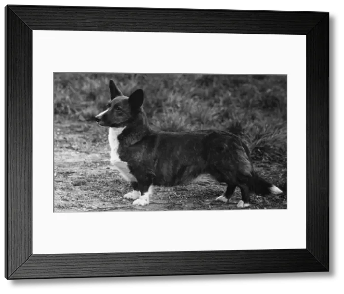 Framed Print : Corgi - Ch Kentwood Cymro Framed Print : Corgi - Ch Kentwood Cymro