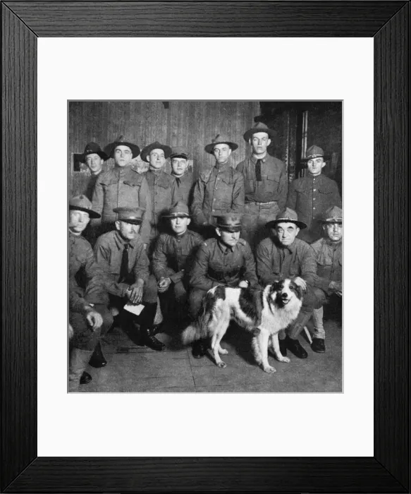 Framed Print : A collie of royal ancestry became the mascot of American sol Framed Print : A collie of royal ancestry became the mascot of American sol
