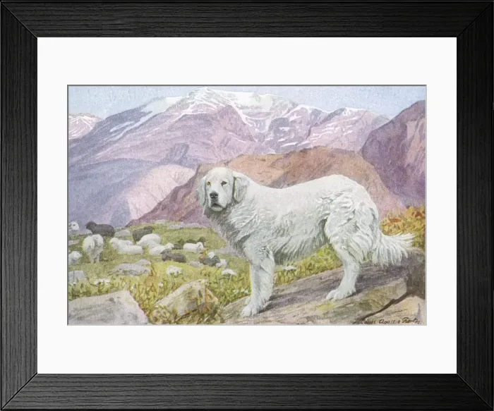 Framed Print : Pyrenean Sheep Dog