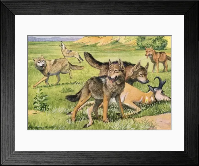 Framed Print : Timber Wolf and Coyote Framed Print : Timber Wolf and Coyote