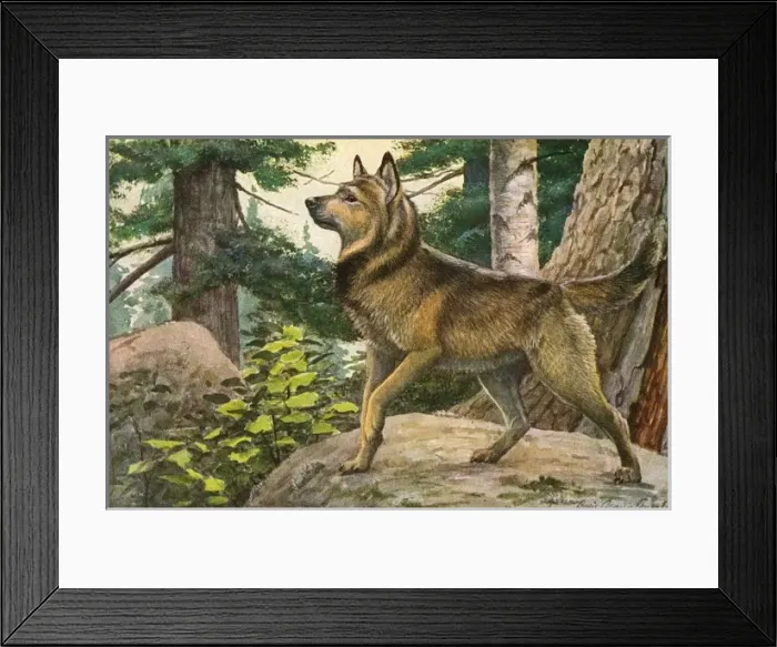 Framed Print : Norwegian Elkhound Framed Print : Norwegian Elkhound