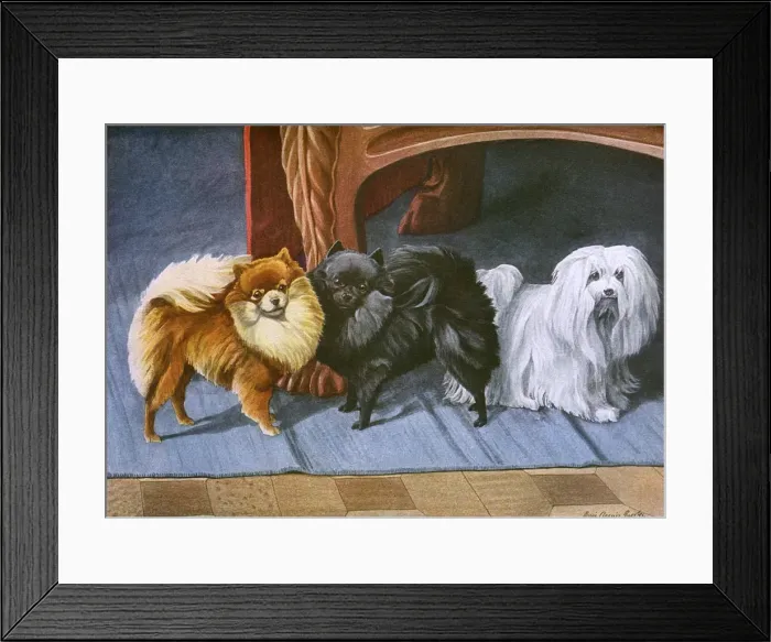 Framed Print : Pomeranians, Maltese Terrier Framed Print : Pomeranians, Maltese Terrier