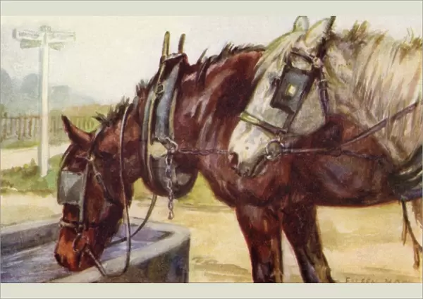 Horses drinking at a water trough
