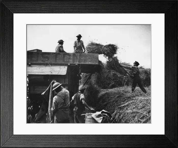 Framed Print : Canadian troops using Ruston threshing machine, WW1 Framed Print : Canadian troops using Ruston threshing machine, WW1