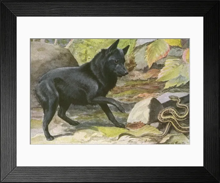 Framed Print : A dog encounters a snake Framed Print : A dog encounters a snake