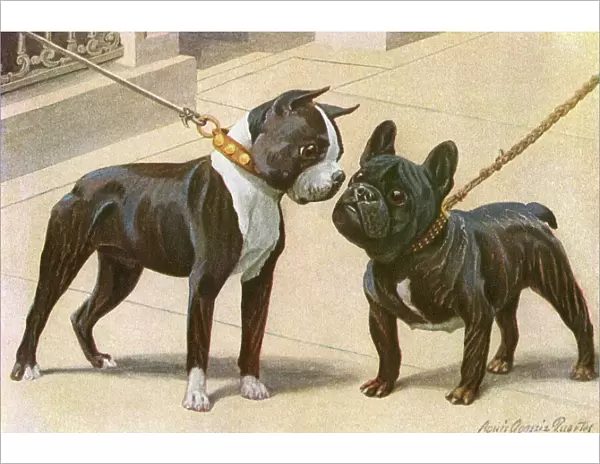 Boston Terrier and French Bulldog