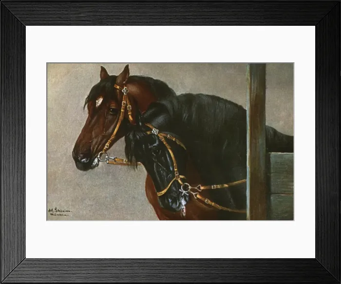 Framed Print : Portrait of two horses wearing simple snaffles Framed Print : Portrait of two horses wearing simple snaffles