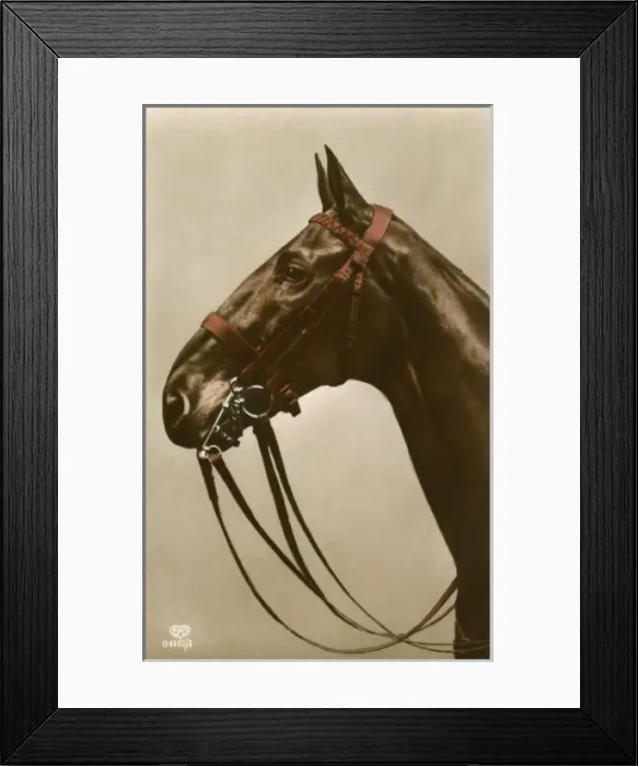 Framed Print : Horses Tack in close-up Framed Print : Horses Tack in close-up