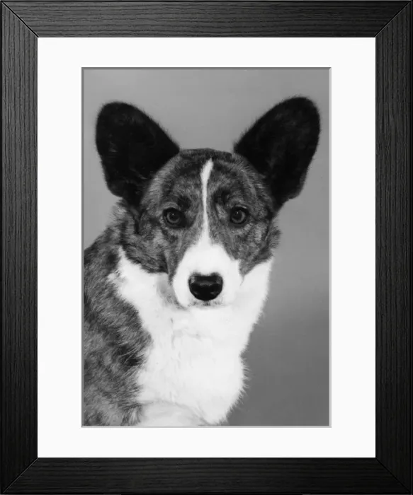 Framed Print : Corgi - Ch Antoc Cinnabar Framed Print : Corgi - Ch Antoc Cinnabar