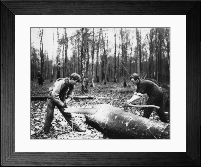 Framed Print : Cutting a tree near Amiens, France, WW1 Framed Print : Cutting a tree near Amiens, France, WW1
