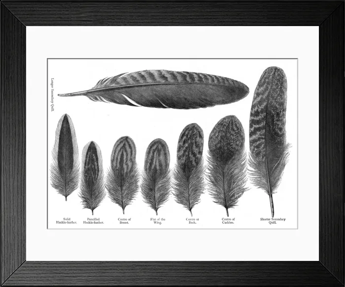 Framed Print : Feathers from partridge cochin hens: longer secondary quill; solid hackle-feather; Framed Print : Feathers from partridge cochin hens: longer secondary quill; solid hackle-feather;