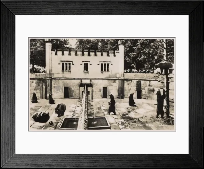 Framed Print : Bear Garden in Bern, Switzerland Framed Print : Bear Garden in Bern, Switzerland