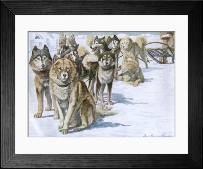 Framed Print : Alaskan Eskimo Dogs Framed Print : Alaskan Eskimo Dogs