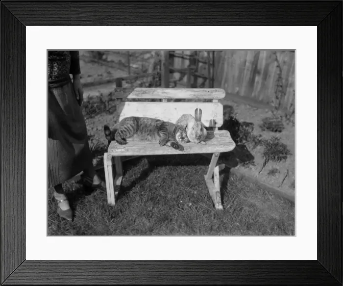 Framed Print : Furry Friends Framed Print : Furry Friends