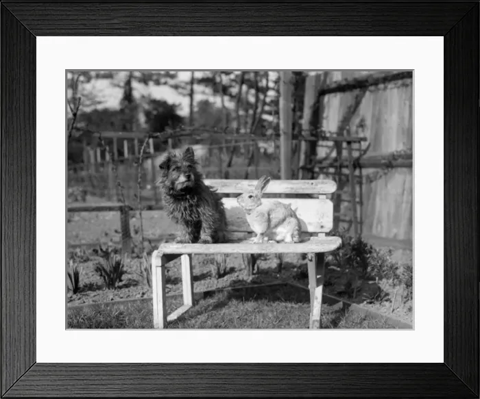Framed Print : Furry Friends Framed Print : Furry Friends