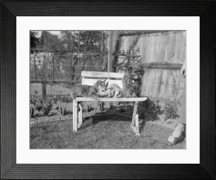 Framed Print : Furry Friends Framed Print : Furry Friends