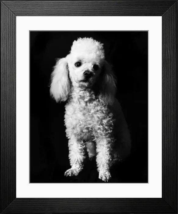 Framed Print : POODLE. A little white sportcut poodle. Date: late 1960s Framed Print : POODLE. A little white sportcut poodle. Date: late 1960s