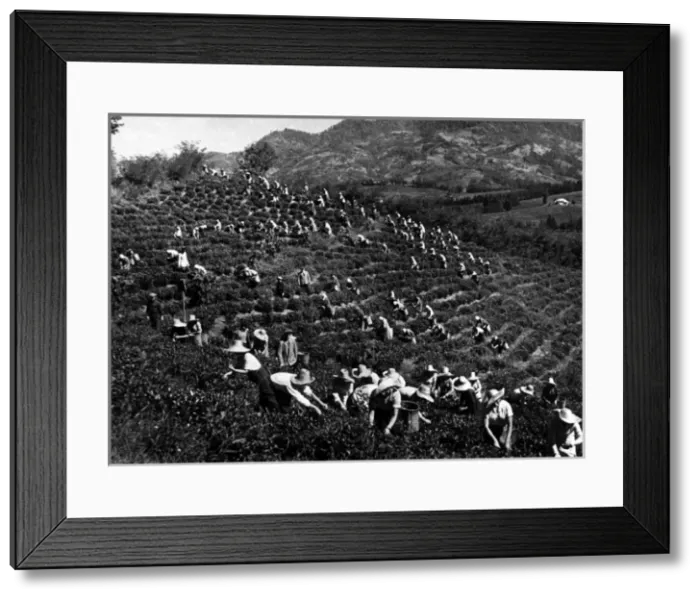 Framed Print : Russian Tea Plantation Framed Print : Russian Tea Plantation