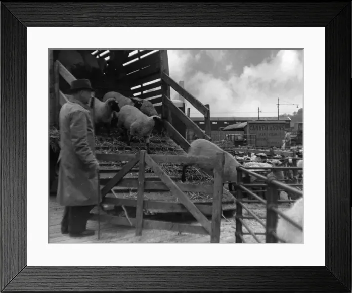 Framed Print : Unloading Sheep Framed Print : Unloading Sheep