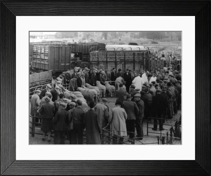 Framed Print : Maidstone Sheep Market Framed Print : Maidstone Sheep Market