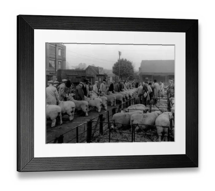 Framed Print : Maidstone Sheep Market Framed Print : Maidstone Sheep Market