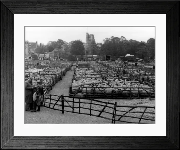 Framed Print : Maidstone Sheep Market Framed Print : Maidstone Sheep Market
