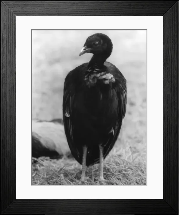 Framed Print : Grey-Winged Trumpeter Framed Print : Grey-Winged Trumpeter