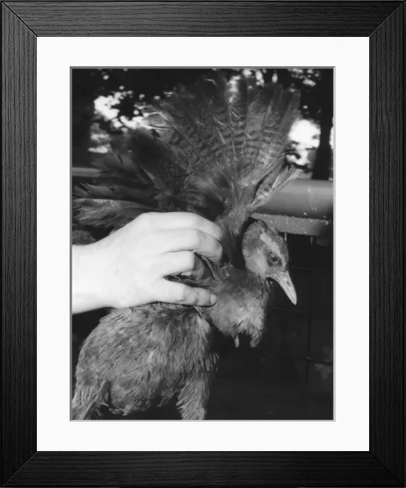 Framed Print : WEKA RAIL. A Weka Rail (flightless bird), showing its small wing. Date: 1960s Framed Print : WEKA RAIL. A Weka Rail (flightless bird), showing its small wing. Date: 1960s