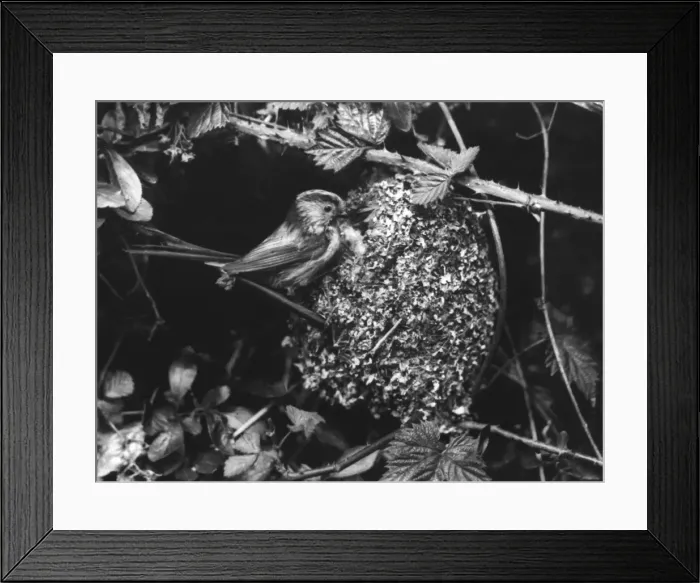 Framed Print : Long-Tailed Titmouse Framed Print : Long-Tailed Titmouse
