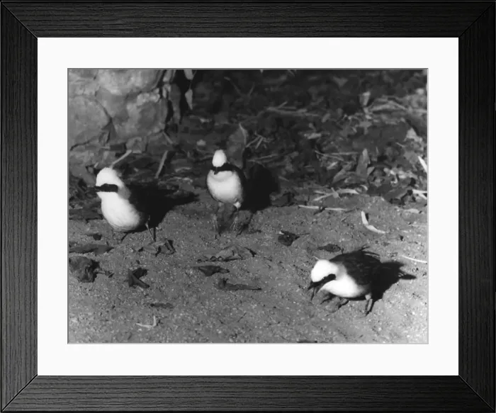 Framed Print : White-Crested Jay Thrush Framed Print : White-Crested Jay Thrush