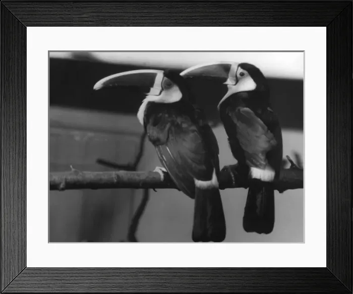 Framed Print : Red-Billed Toucans Framed Print : Red-Billed Toucans